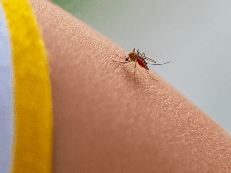 Conoce mas sobre que podemos hacer para prevenir el dengue