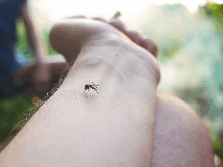 Sabes que tan peligroso es el dengue en mexico informate